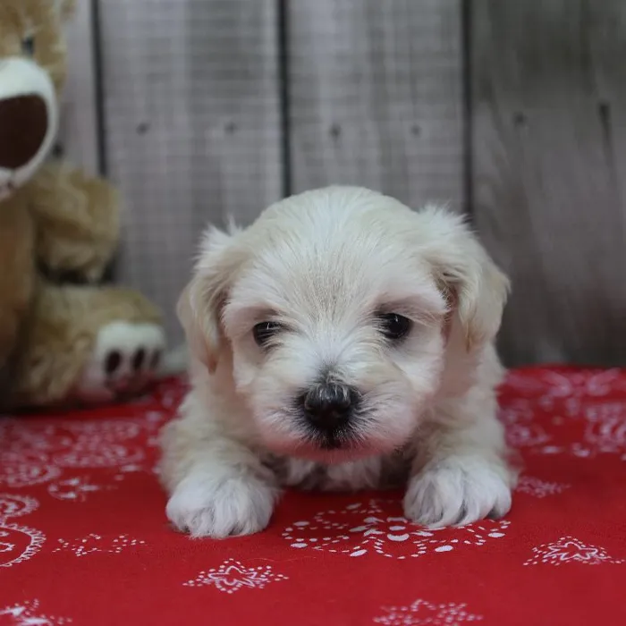Female Maltipoo Puppy for Sale in Schererville, IN