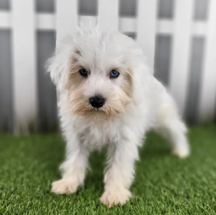 Female Miniature Schnauzer Puppy for Sale in Schererville, IN