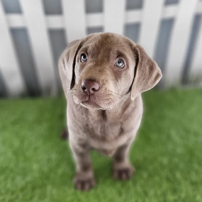 Male Labrador Retriever Puppy for Sale in Schererville, IN