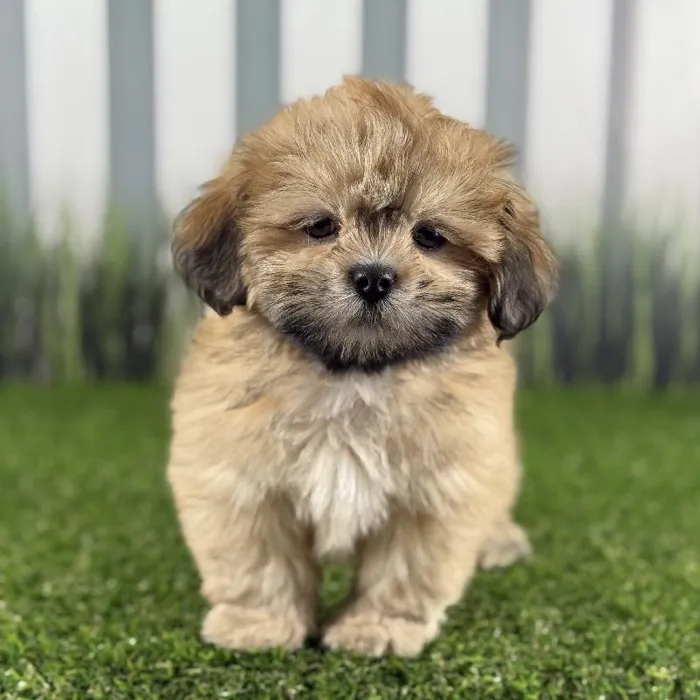 Female Lhasa Apso Puppy for Sale in Indianapolis, IN