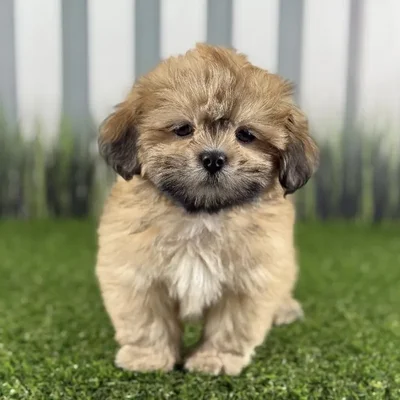 Female Lhasa Apso Puppy for Sale in Indianapolis, IN