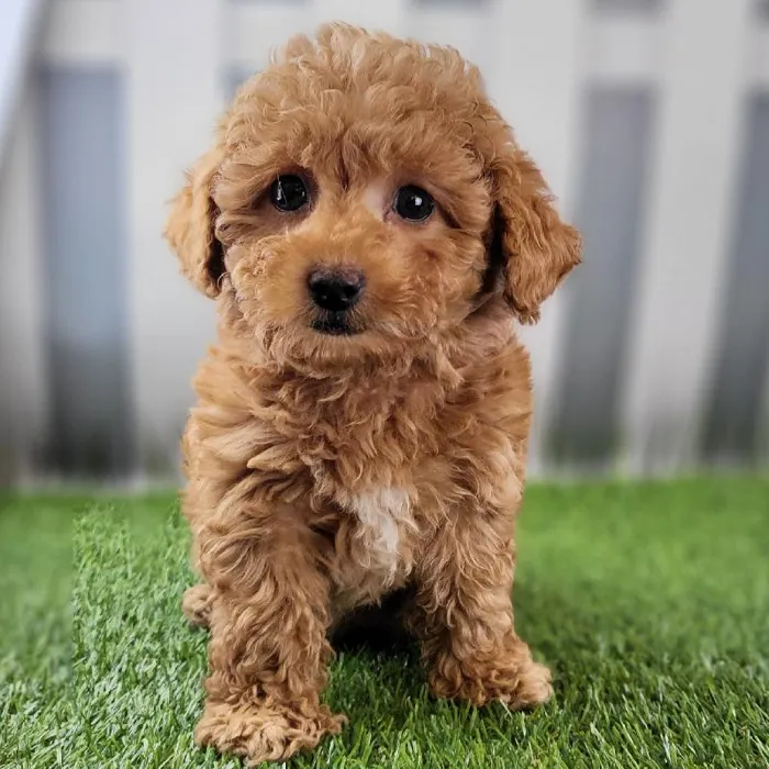 Male Toy Poodle Puppy for Sale in Schererville, IN