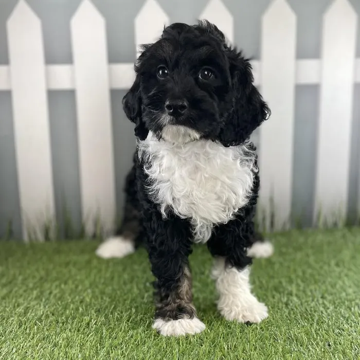 Male Miniature Bernedoodle Puppy for Sale in Schererville, IN