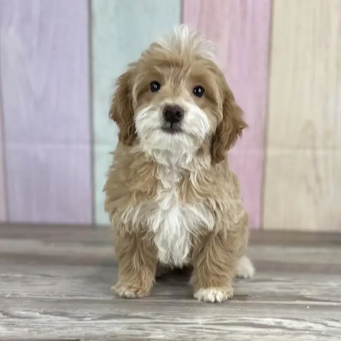 Male Toy Goldendoodle Puppy for Sale in Schererville, IN