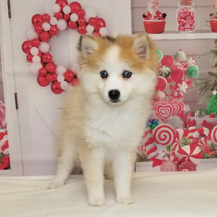 Female Pomsky Puppy for Sale in Indianapolis, IN