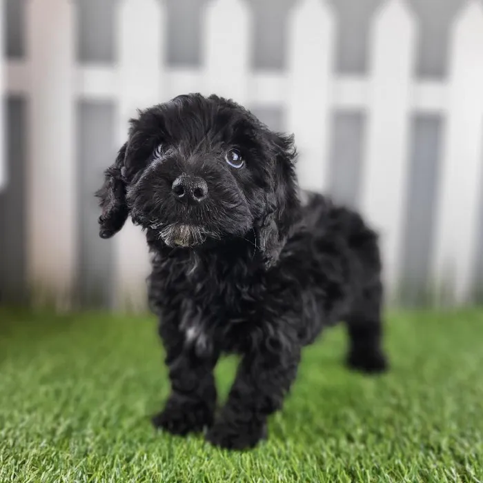 Male Cavapoo Puppy for Sale in Schererville, IN