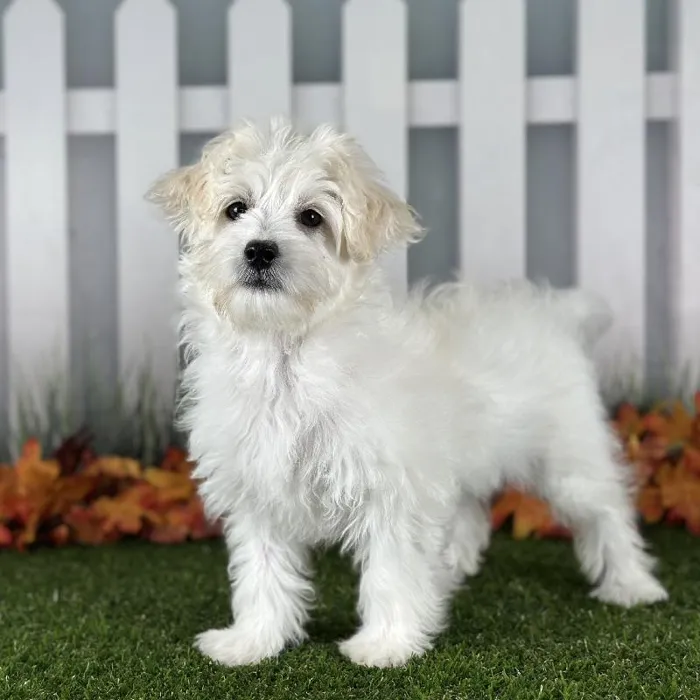 Female Coton-Poo Puppy for Sale in Indianapolis, IN