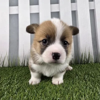 Female Pembroke Welsh Corgi Puppy for Sale in Schererville, IN