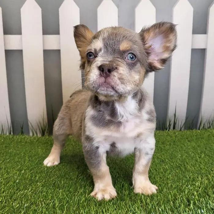 Male French Bulldog Puppy for Sale in Schererville, IN