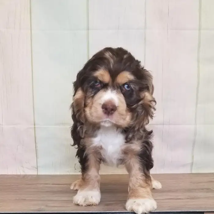 Female Cocker Spaniel Puppy for Sale in Schererville, IN