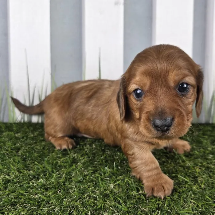 Female Miniature Dachshund Puppy for Sale in Schererville, IN