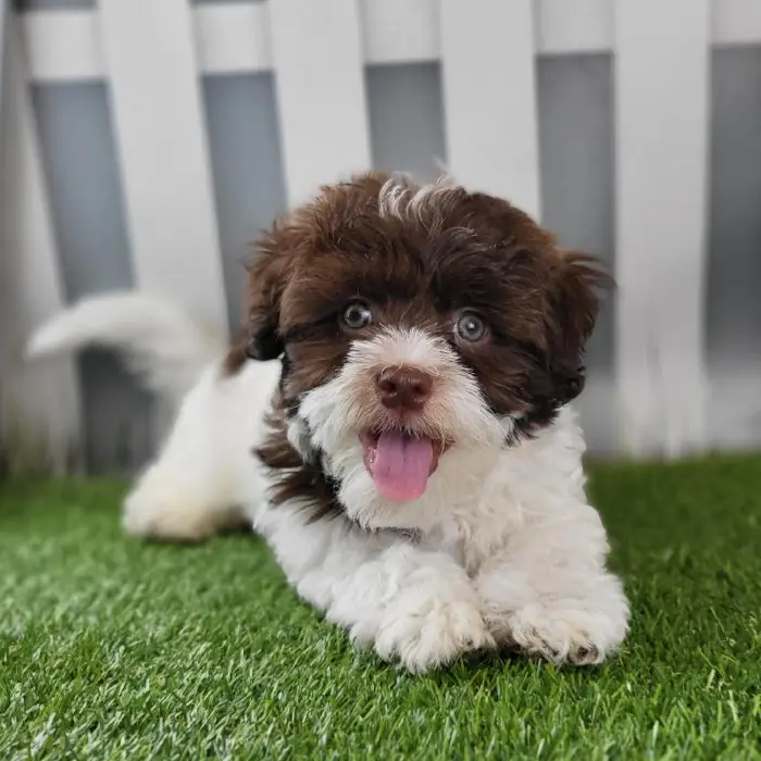 Male Havanese Puppy for Sale in Schererville, IN