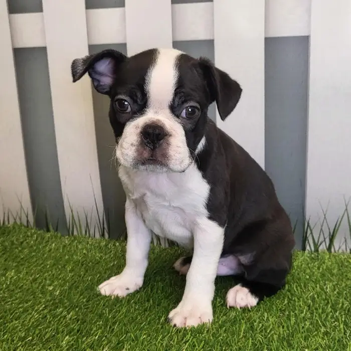 Male Boston Terrier Puppy for Sale in Schererville, IN