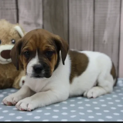Male Freagle Puppy for Sale in Schererville, IN