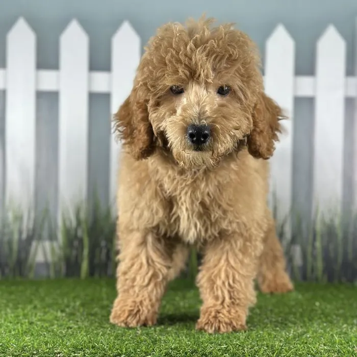 Male Miniature Goldendoodle Puppy for Sale in Schererville, IN