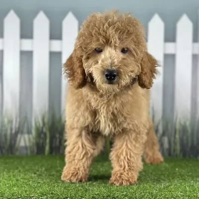 Male Miniature Goldendoodle Puppy for Sale in Schererville, IN