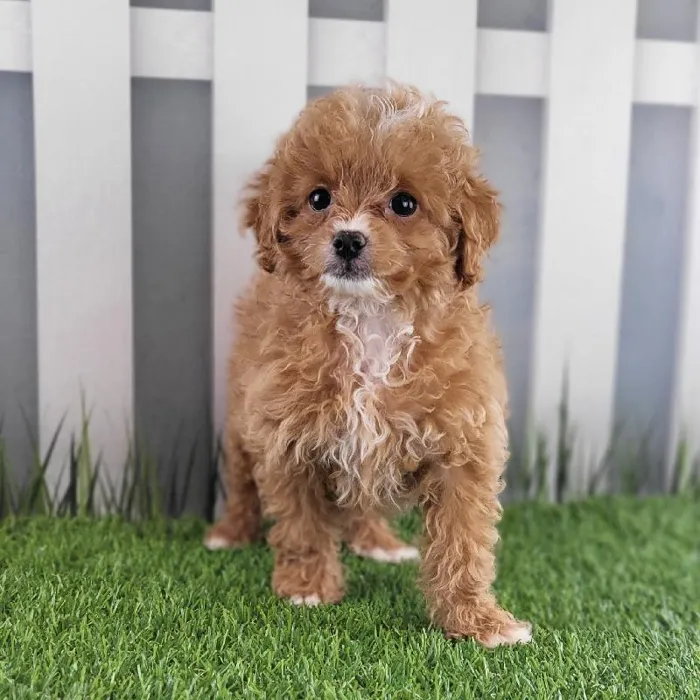 Female Peekapoo Puppy for Sale in Schererville, IN