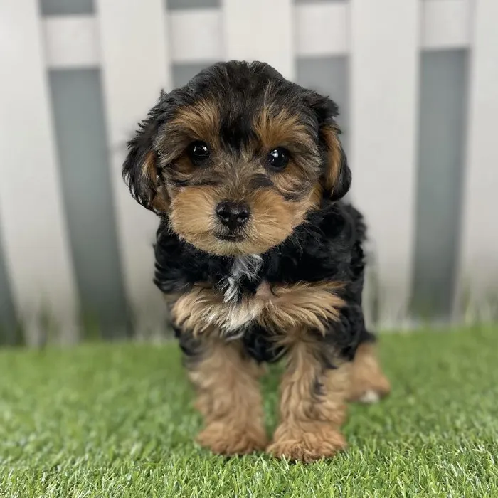Male Yorkie-Poo Puppy for Sale in Schererville, IN