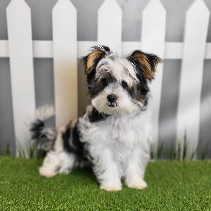 Male Morkie Puppy for Sale in Schererville, IN