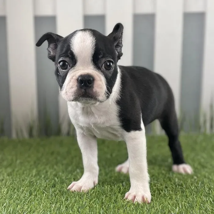 Female Boston Terrier Puppy for Sale in Schererville, IN