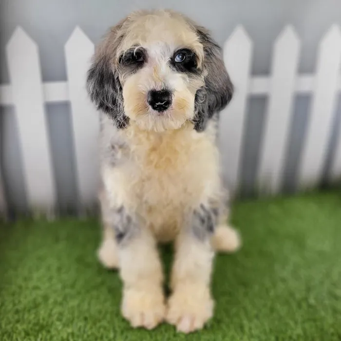 Male Sheepadoodle Puppy for Sale in Schererville, IN