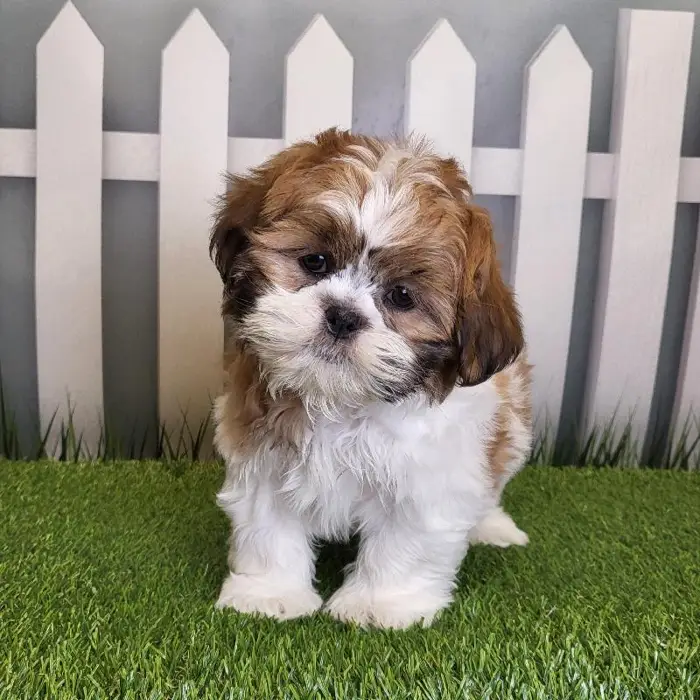 Male Shih Tzu Puppy for Sale in Schererville, IN