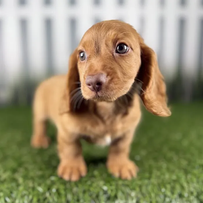Male Dachshund Puppy for Sale in Indianapolis, IN