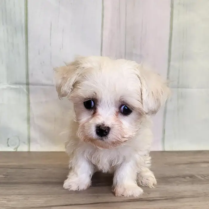 Female Coton De Tulear Puppy for Sale in Schererville, IN