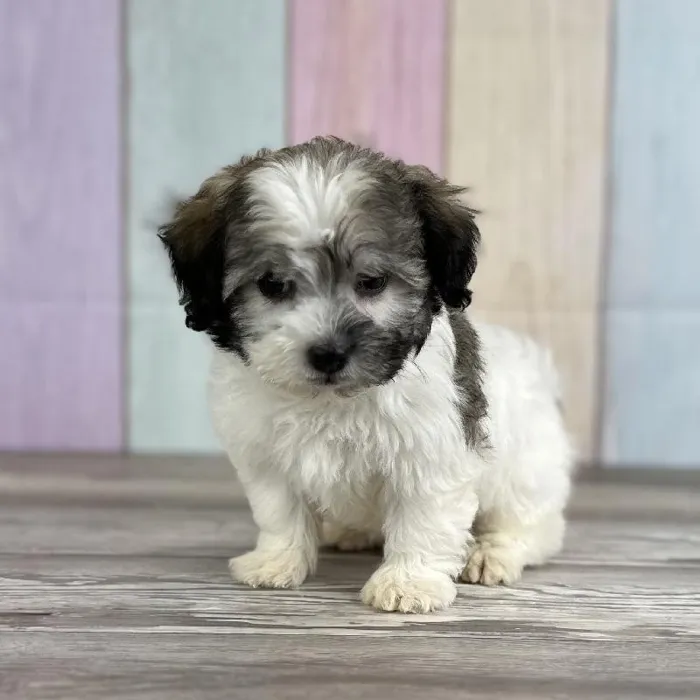 Male Havanese Puppy for Sale in Indianapolis, IN