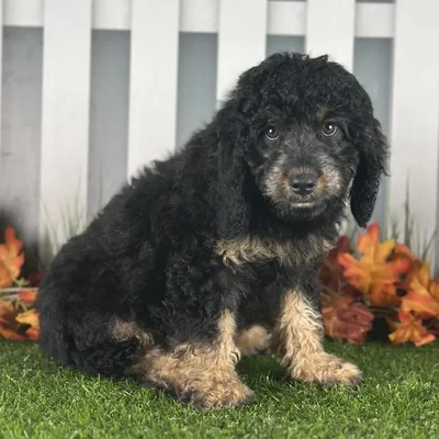 Male Cavapoo Puppy for Sale in Indianapolis, IN