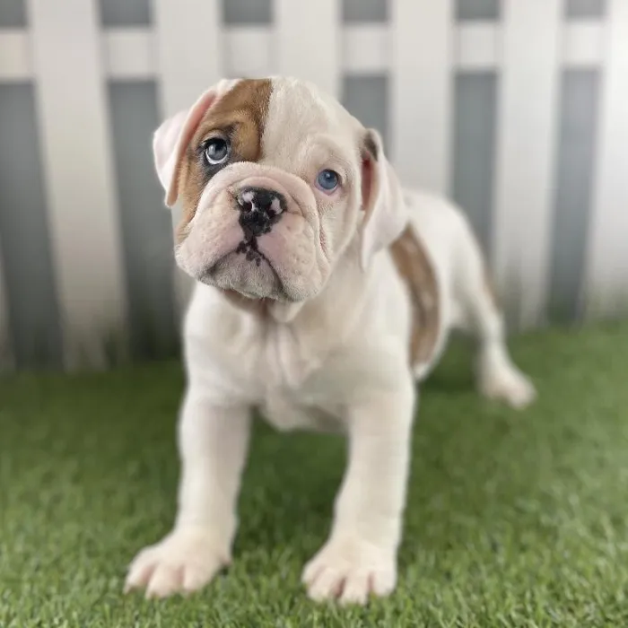 Female Victorian Bulldog Puppy for Sale in Schererville, IN