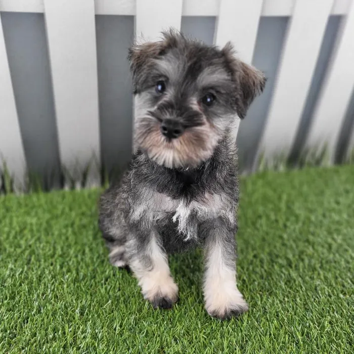 Male Miniature Schnauzer Puppy for Sale in Schererville, IN