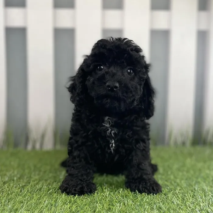 Female Cavapoo Puppy for Sale in Schererville, IN