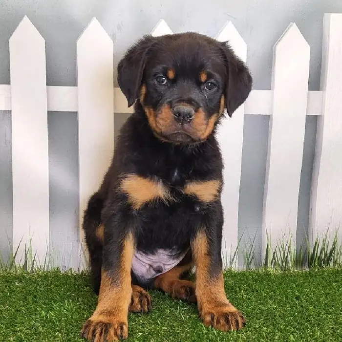 Male Rottweiler Puppy for Sale in Schererville, IN