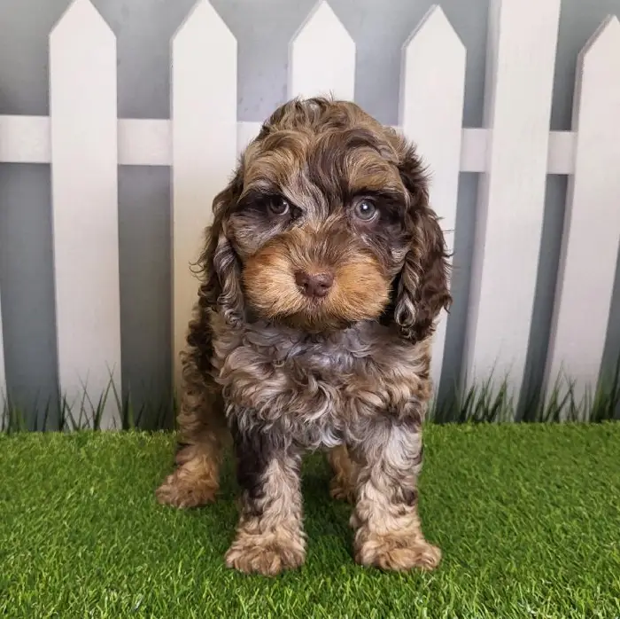 Male Cockapoo Puppy for Sale in Schererville, IN