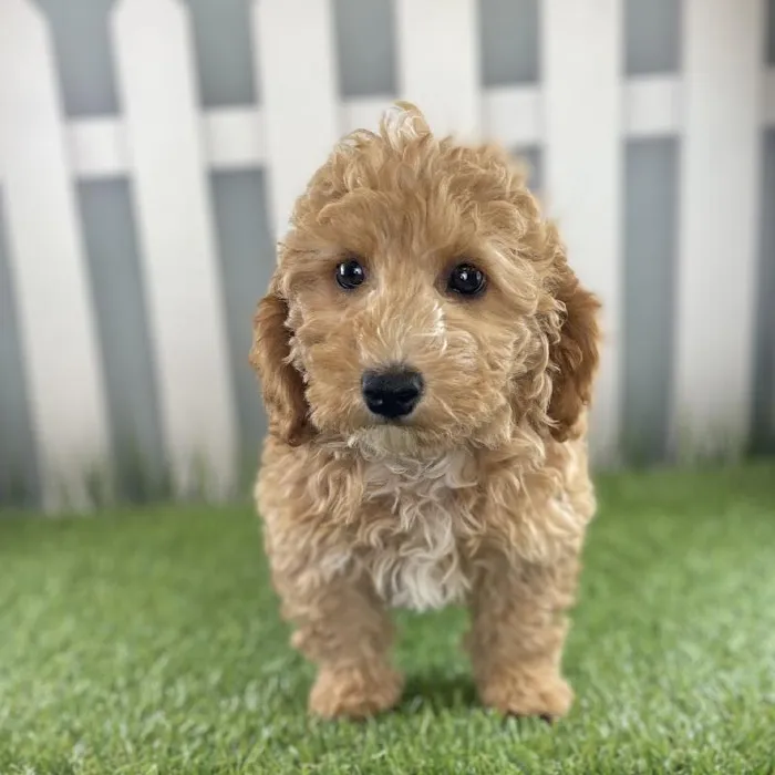 Female Miniature Goldendoodle Puppy for Sale in Schererville, IN