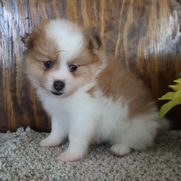 Male Pomeranian Puppy for Sale in Schererville, IN