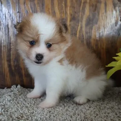 Male Pomeranian Puppy for Sale in Schererville, IN