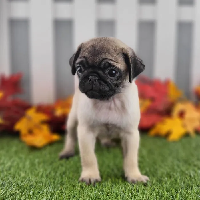 Female Pug Puppy for Sale in Schererville, IN