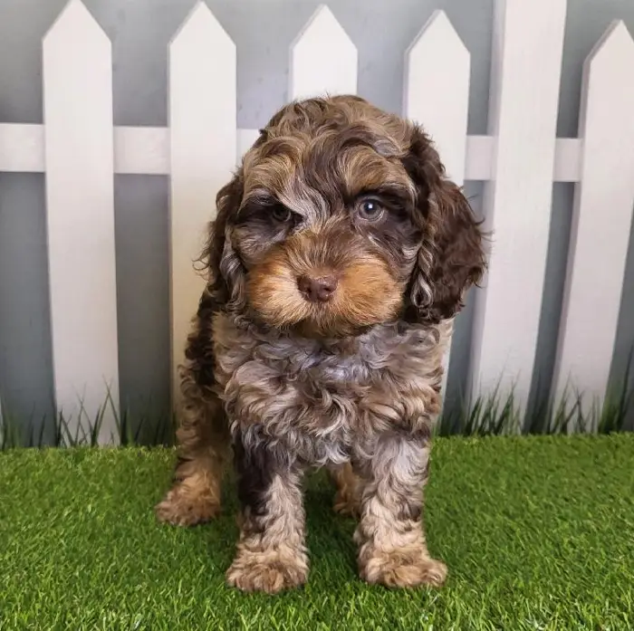 Male Cockapoo Puppy for Sale in Schererville, IN
