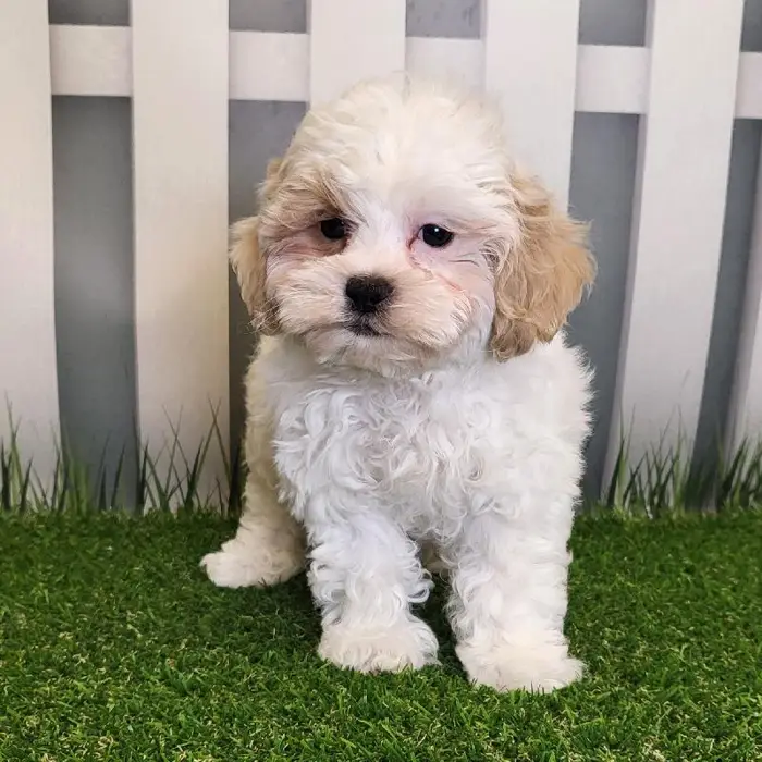 Male ShihPoo Puppy for Sale in Schererville, IN