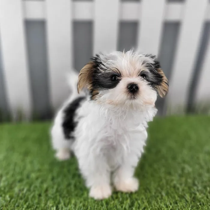 Male Morkie Puppy for Sale in Schererville, IN