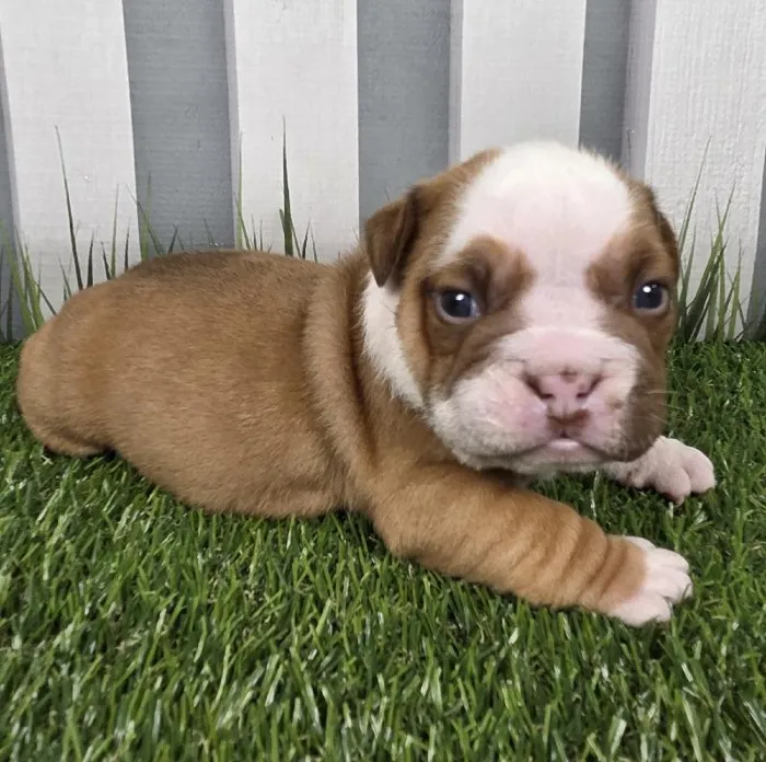 Female Victorian Bulldog Puppy for Sale in Schererville, IN