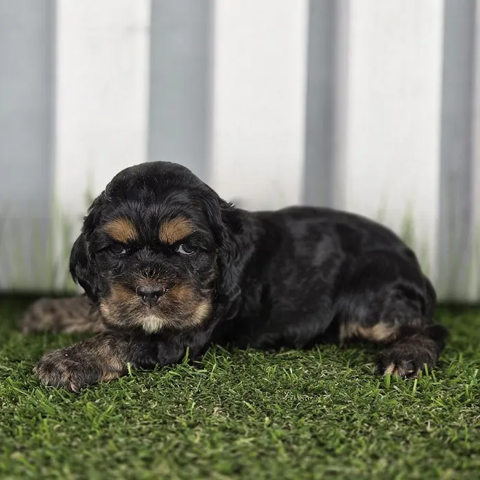 Female Cocker Spaniel Puppy for Sale in Schererville, IN