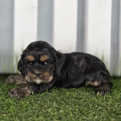 Female Cocker Spaniel Puppy for Sale in Schererville, IN