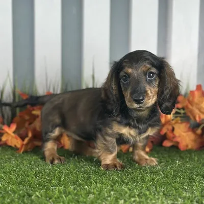 Female Miniature Dachshund Puppy for Sale in Indianapolis, IN