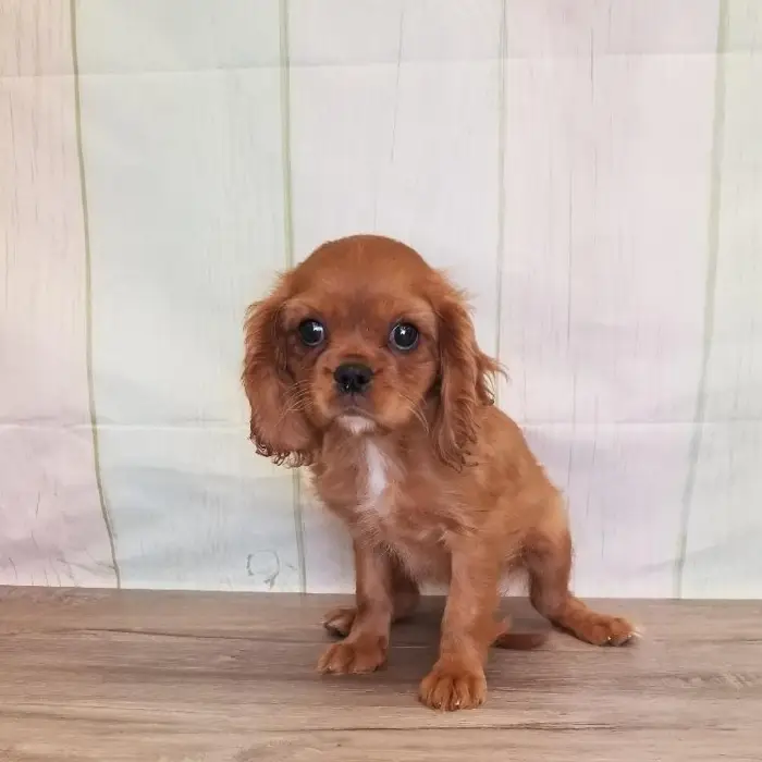 Female Cavalier King Charles Spaniel Puppy for Sale in Schererville, IN