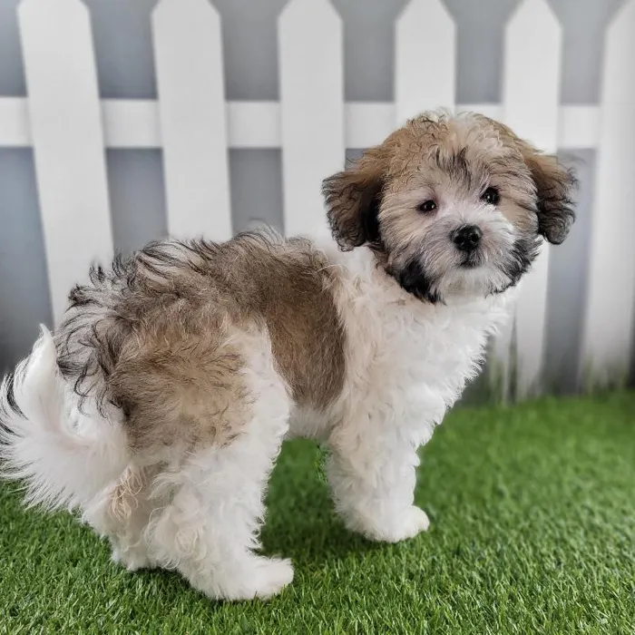 Female Coton De Tulear Puppy for Sale in Schererville, IN