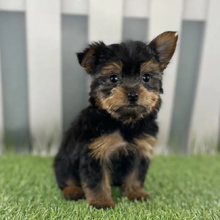 Male Yorkshire Terrier Puppy for Sale in Schererville, IN