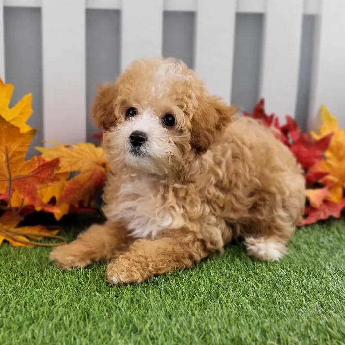 Female Toy Poodle Puppy for Sale in Schererville, IN